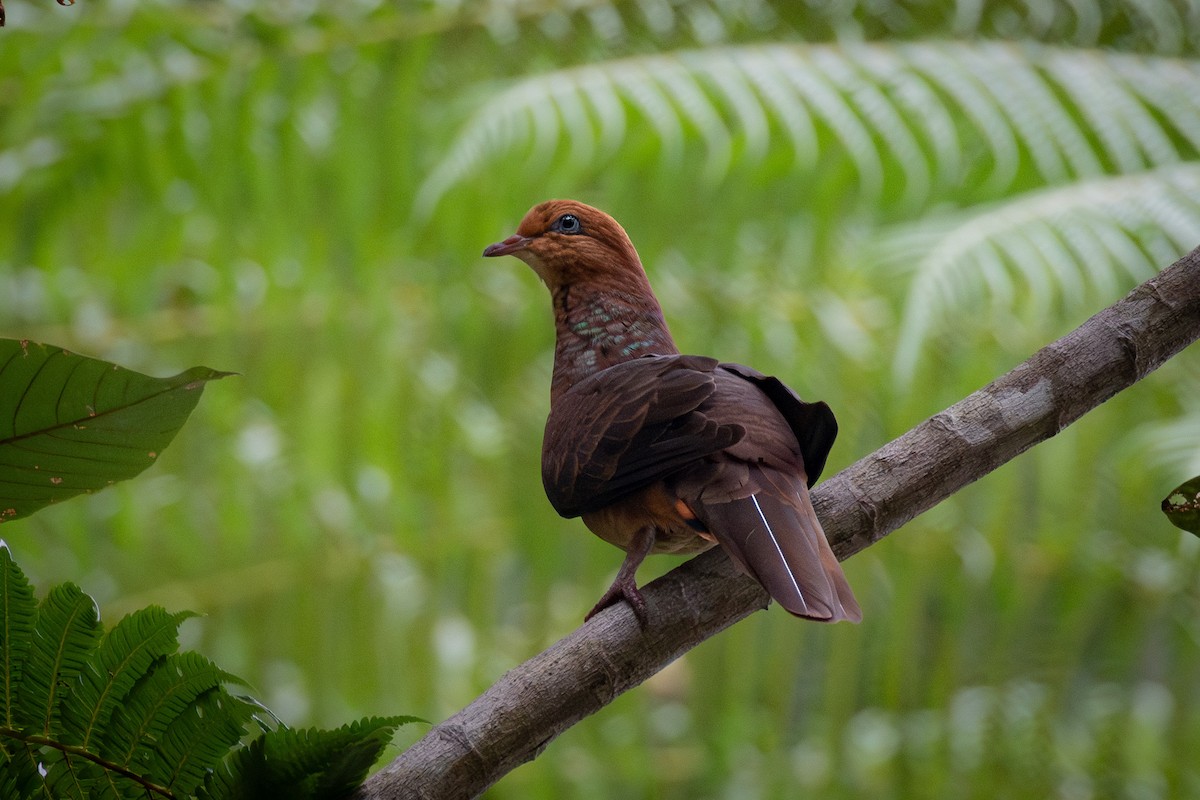 Little Cuckoo-Dove - ML623742169