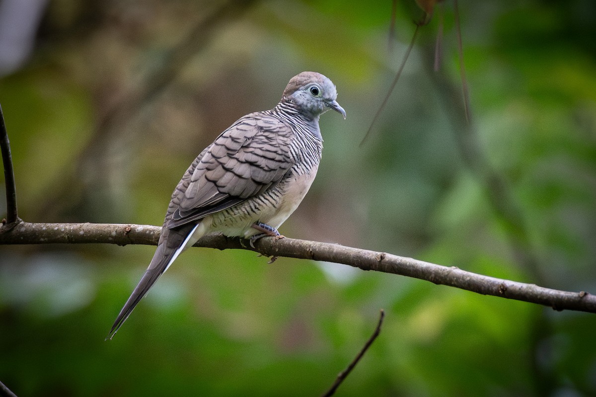 Zebra Dove - ML623742172