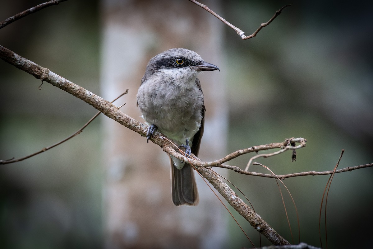 Large Woodshrike - ML623742175