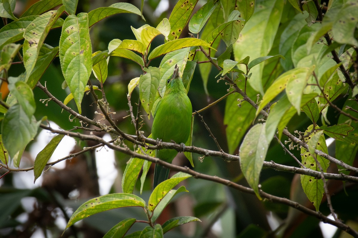 Lesser Green Leafbird - ML623742194