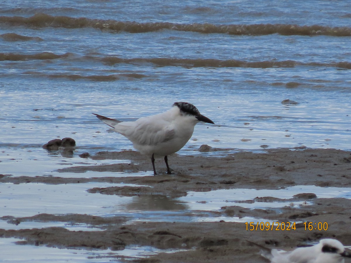 Australian Tern - ML623742195