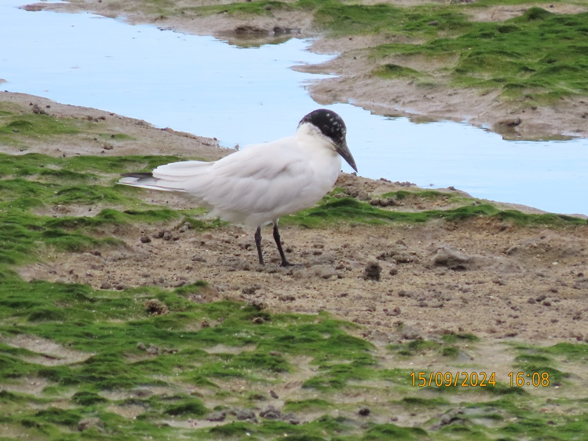 Australian Tern - ML623742199