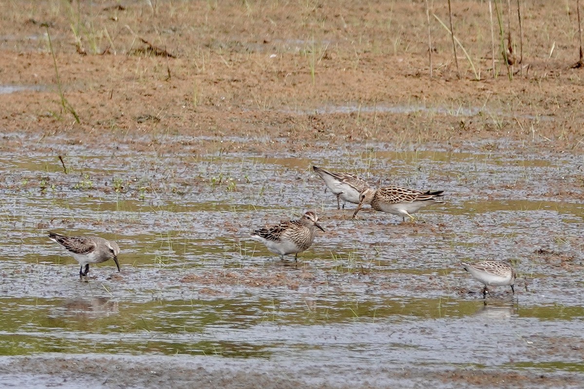 Pectoral Sandpiper - ML623742226