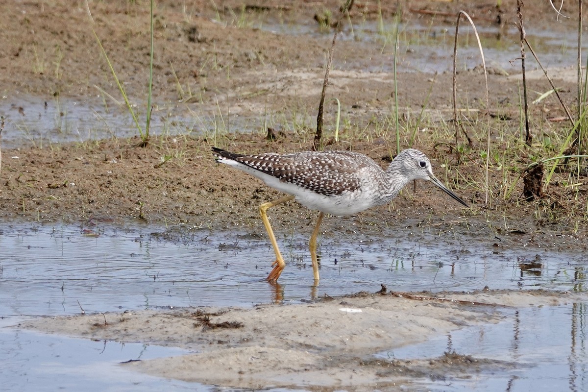 Greater Yellowlegs - ML623742234