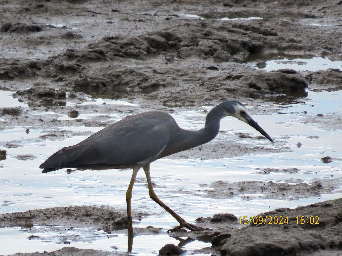 White-faced Heron - ML623742238