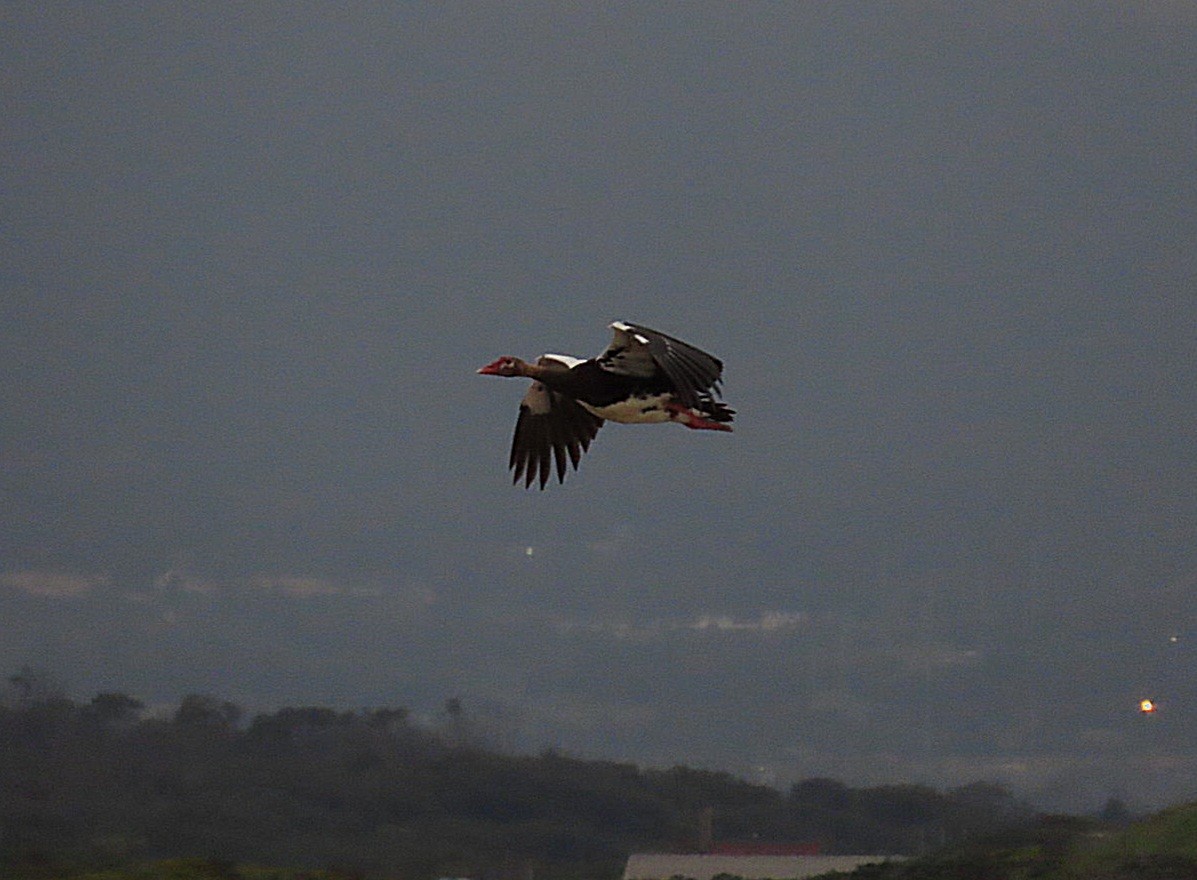 Spur-winged Goose - ML623742297