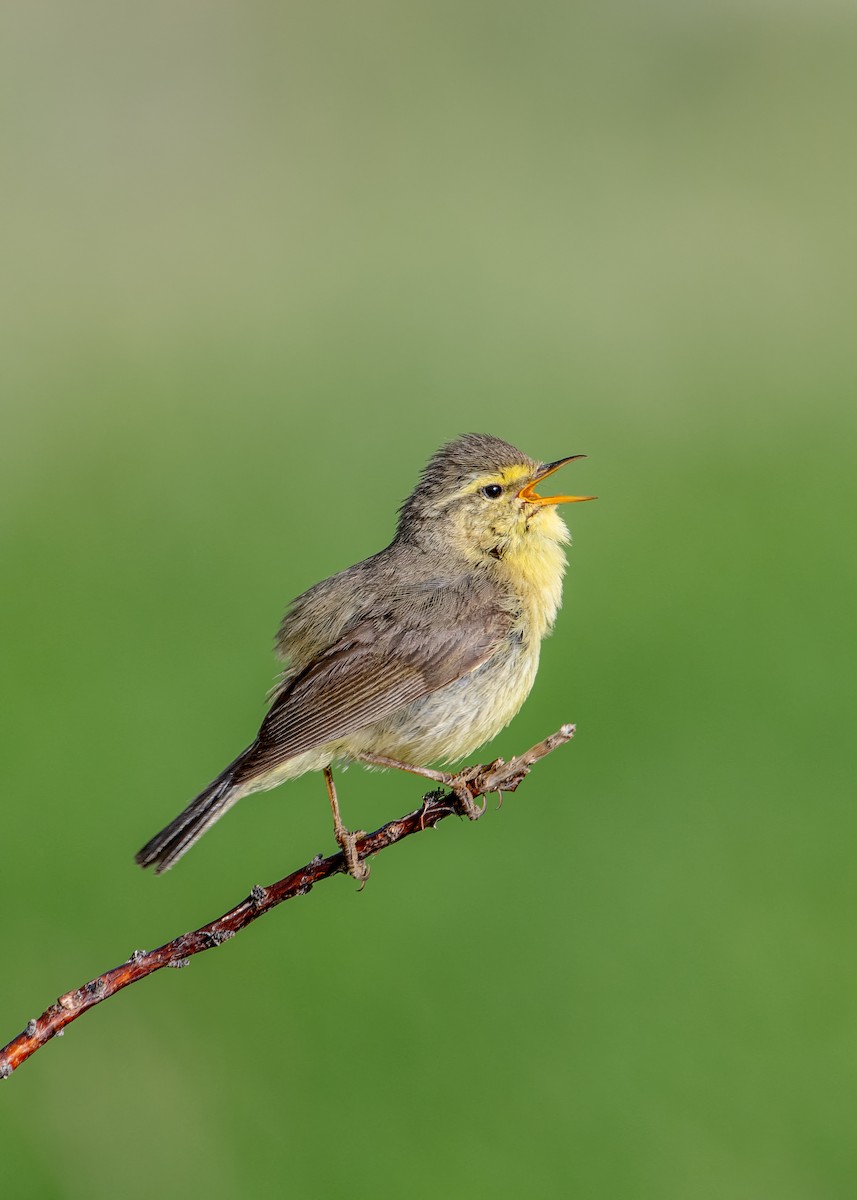 Tickell's Leaf Warbler - manish ahuja