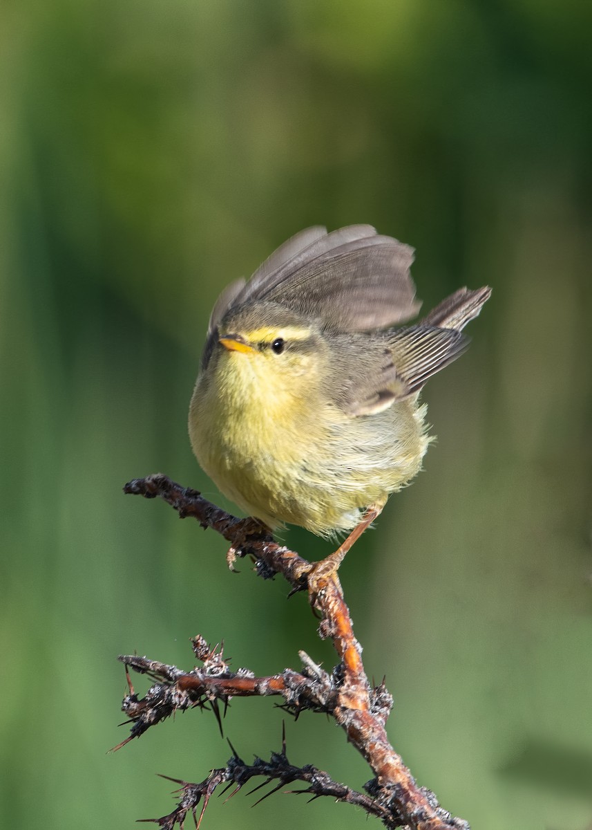 Mosquitero de Tickell/de Quinghai - ML623742314