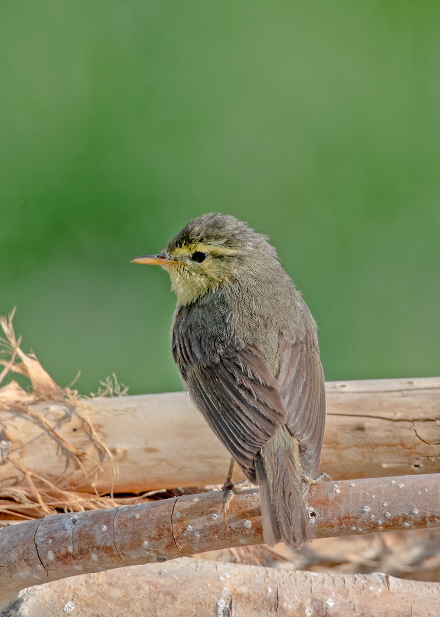 Mosquitero de Tickell/de Quinghai - ML623742315