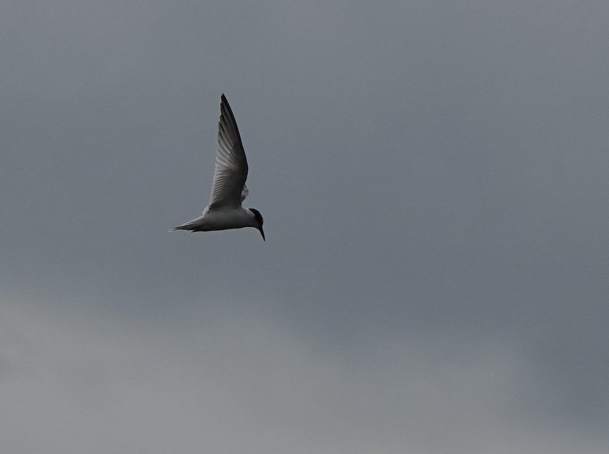 Little Tern - ML623742326