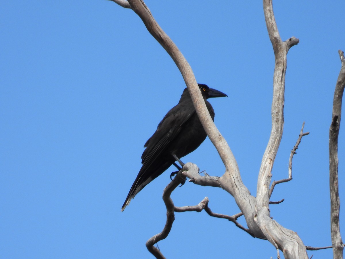 Black Currawong - ML623742335