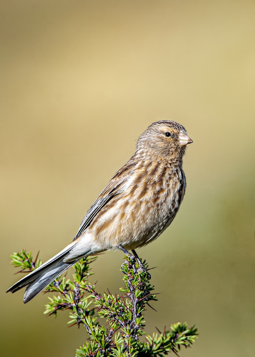 Pardillo Piquigualdo - ML623742336