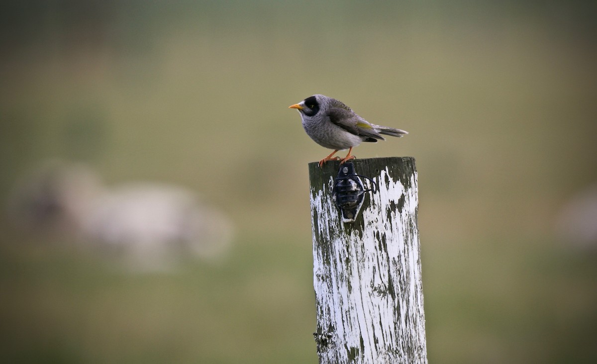 Noisy Miner - ML623742340