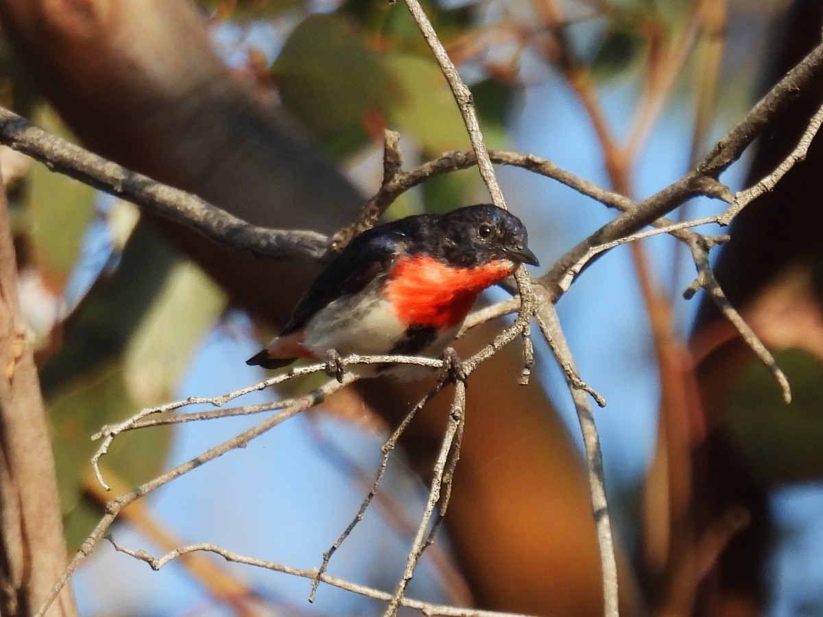 Mistletoebird - ML623742344