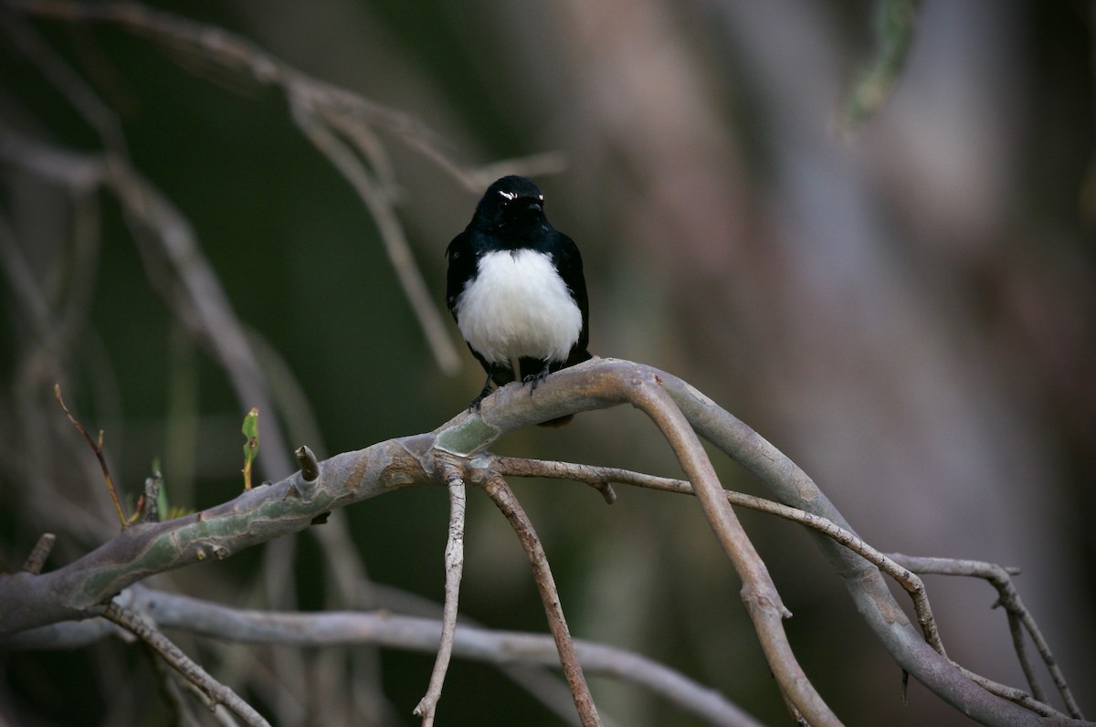 Willie-wagtail - ML623742350