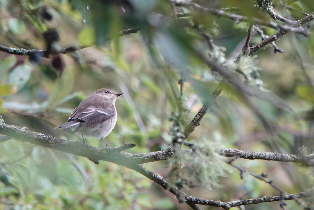 European Pied Flycatcher - ML623742363