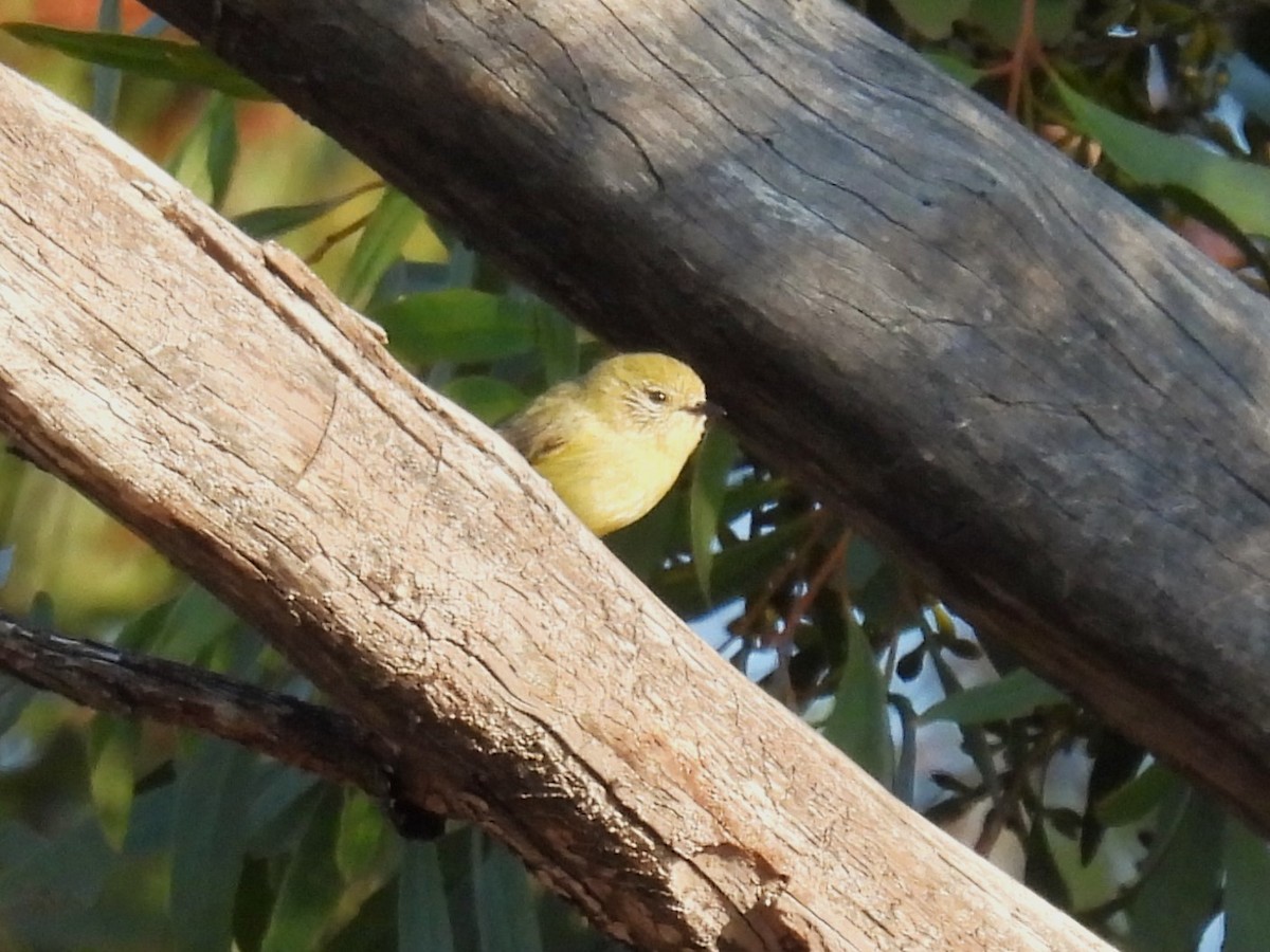 Yellow Thornbill - ML623742369