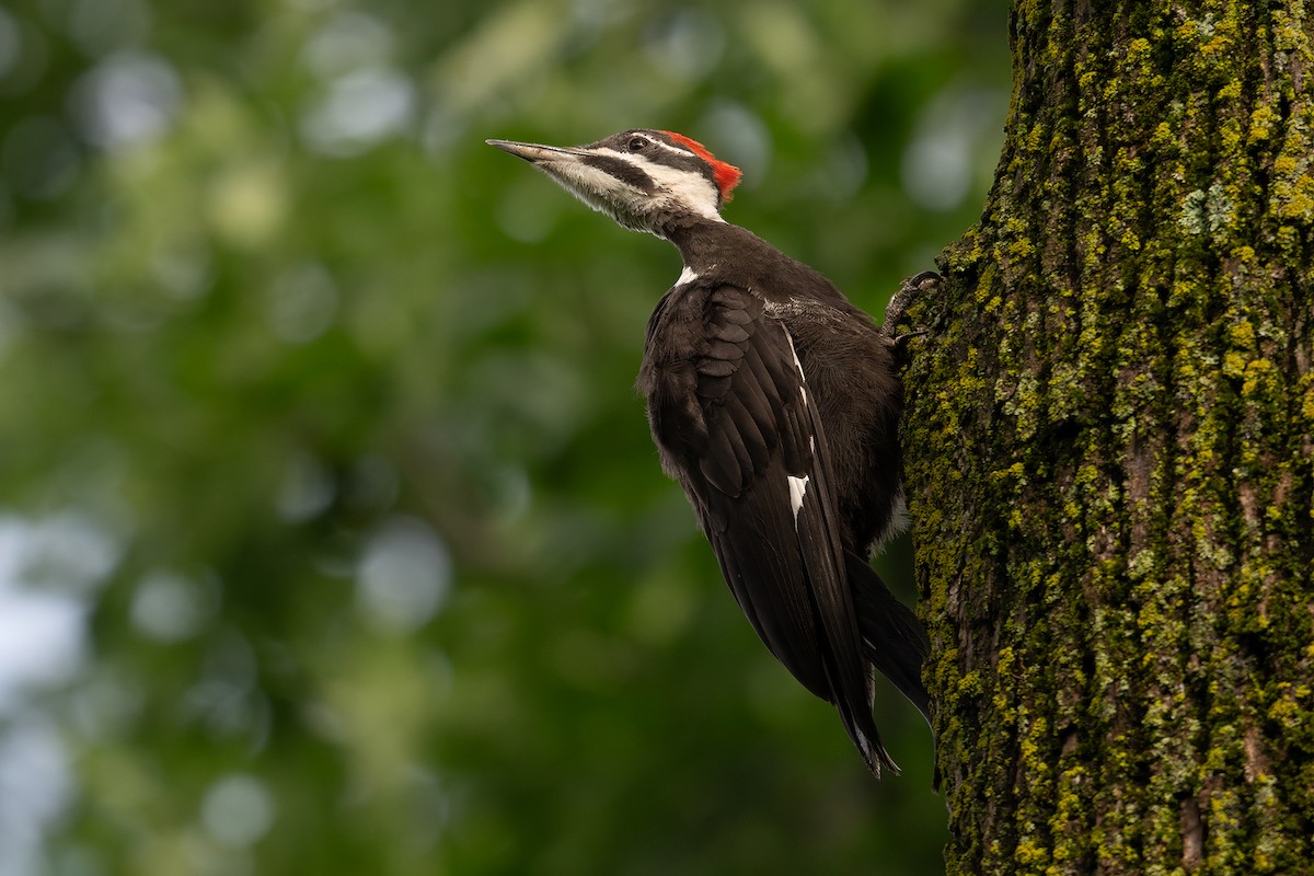 Pileated Woodpecker - ML623742391