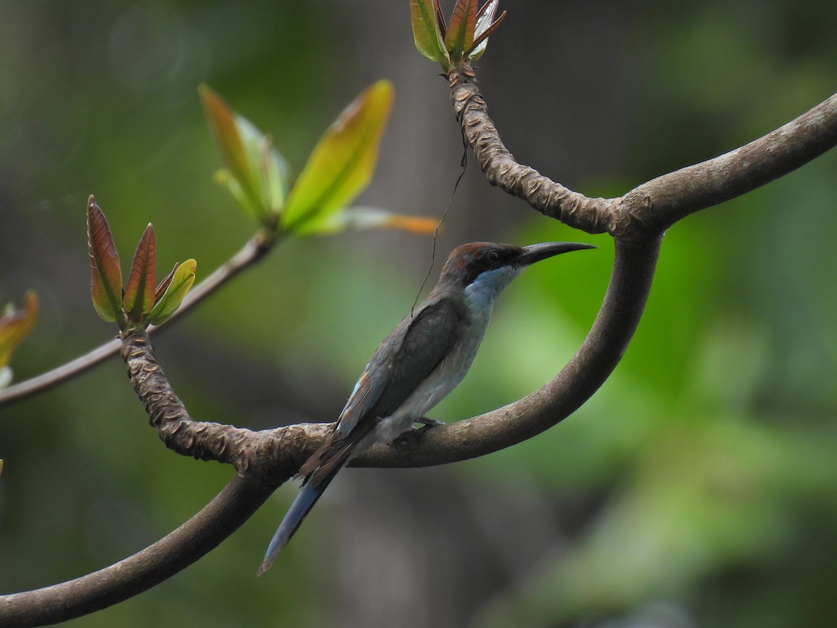 Blue-throated Bee-eater - ML623742415