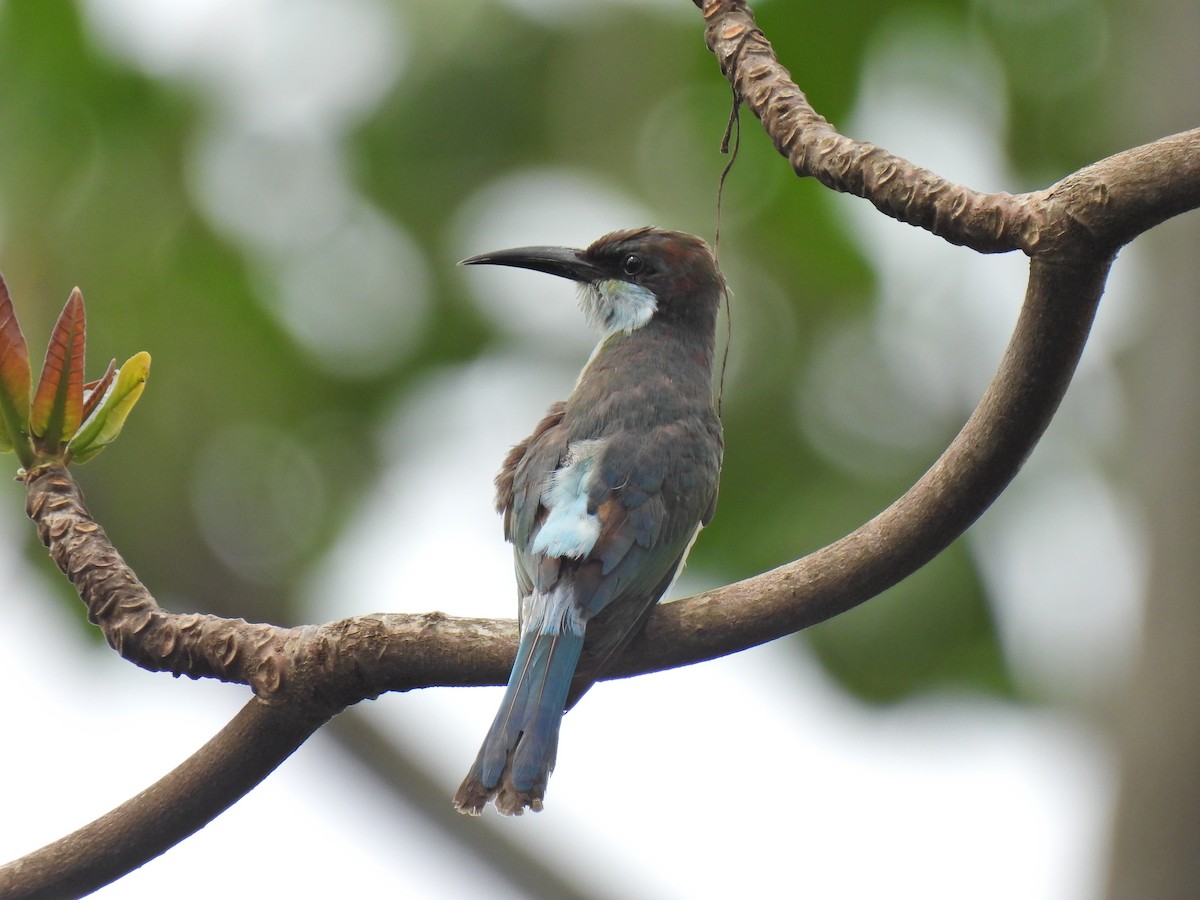 Blue-throated Bee-eater - ML623742417