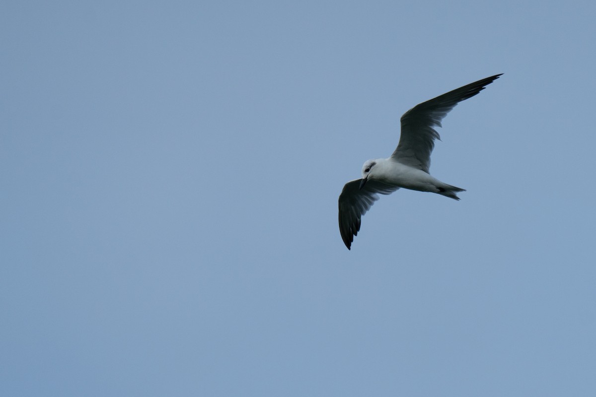 Gull-billed Tern - ML623742429