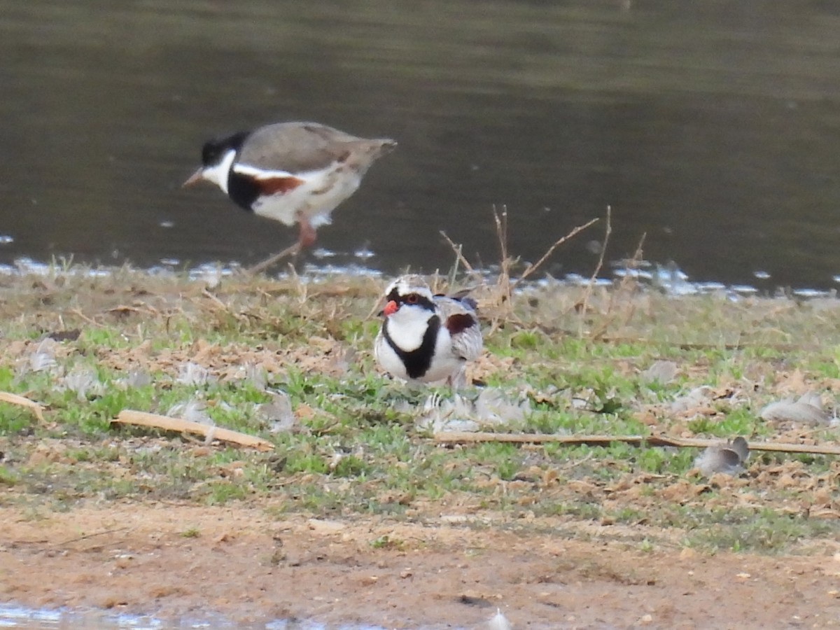 Black-fronted Dotterel - ML623742433