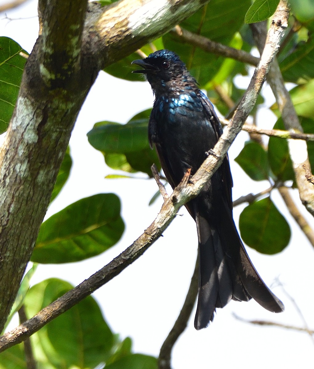 Bronzed Drongo - ML623742434