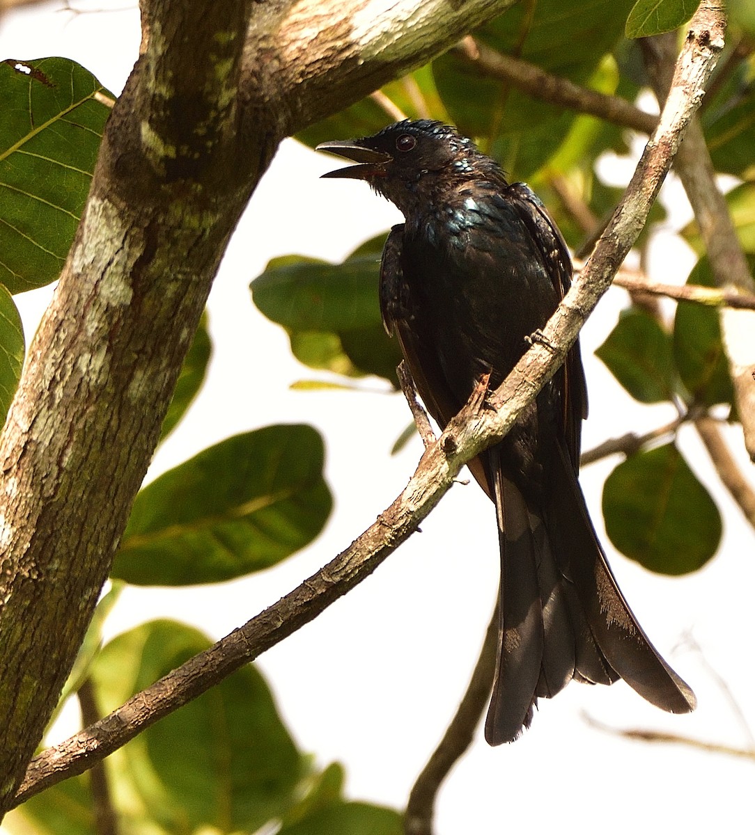 Bronzed Drongo - ML623742436