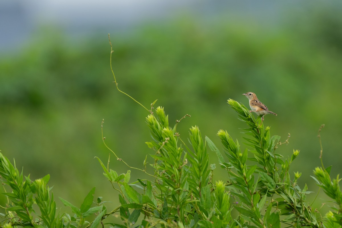 Zitting Cisticola - Kaiyuan Li