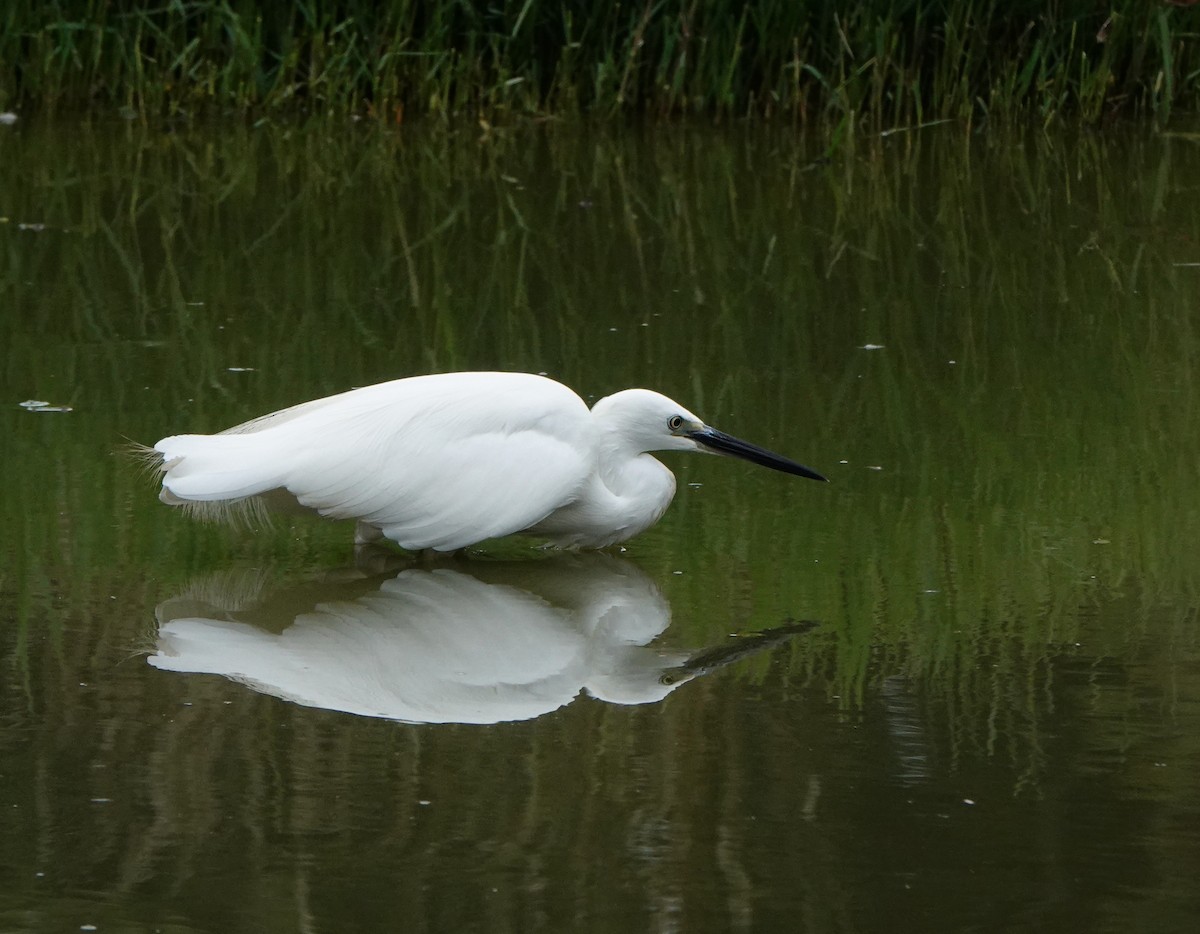 Little Egret - ML623742451