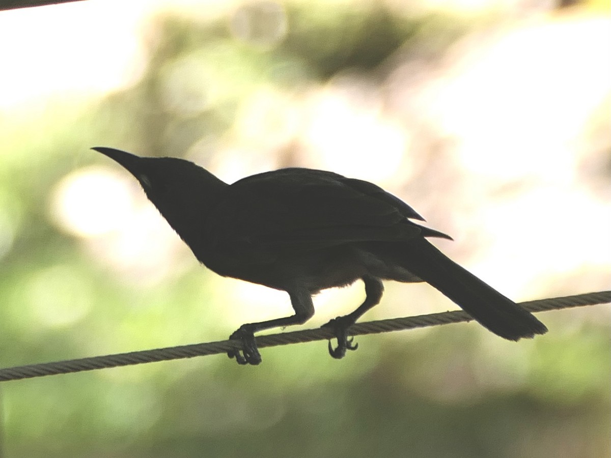 White-gaped Honeyeater - ML623742455