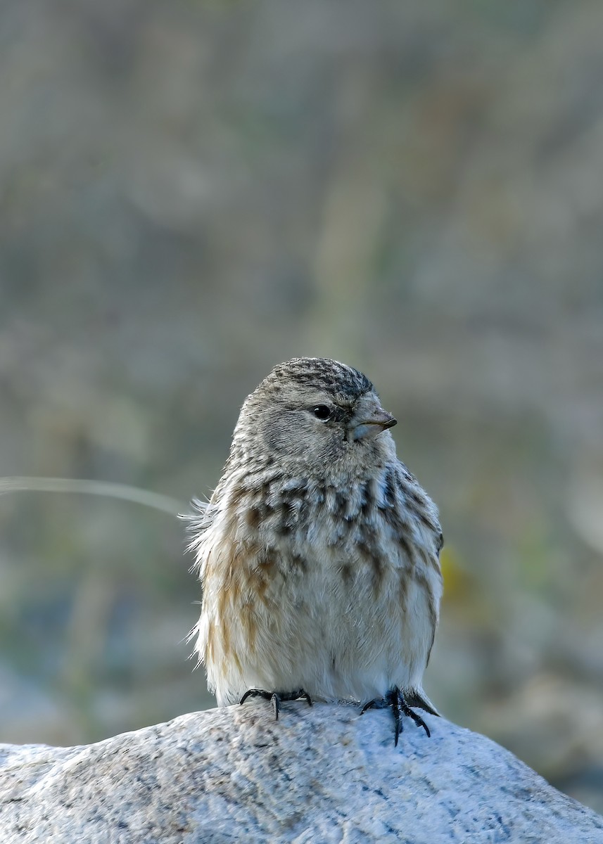 Pardillo Piquigualdo - ML623742469