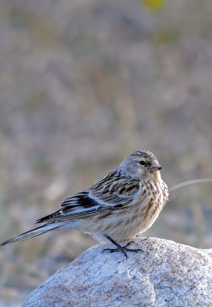 Pardillo Piquigualdo - ML623742470