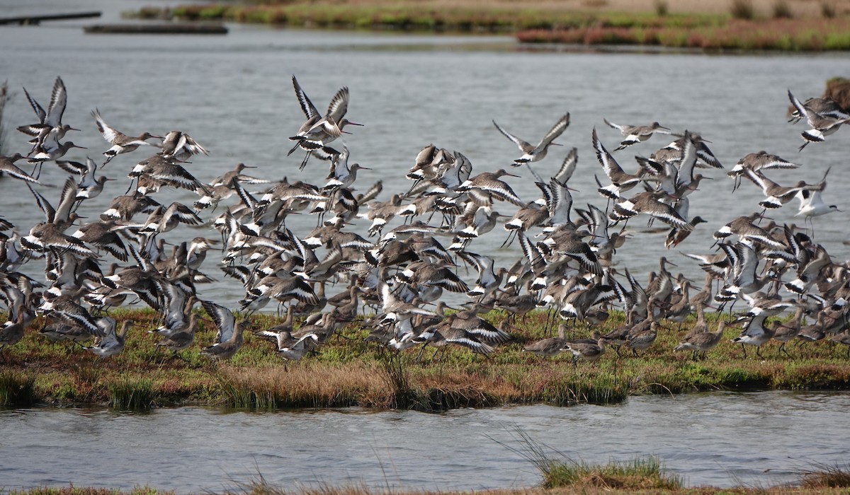 Black-tailed Godwit - ML623742515