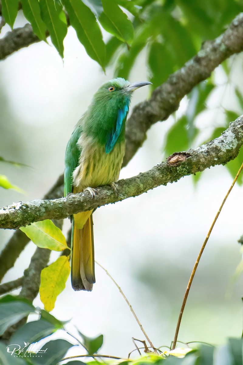 Blue-bearded Bee-eater - ML623742536