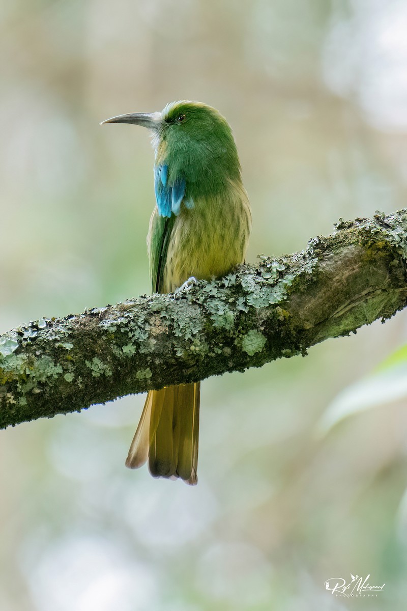 Blue-bearded Bee-eater - ML623742537