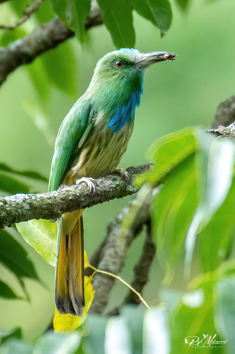 Blue-bearded Bee-eater - ML623742538