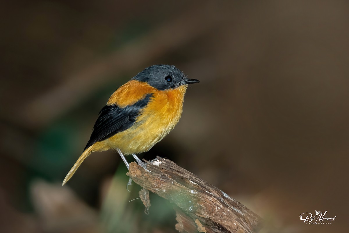 Black-and-orange Flycatcher - ML623742542