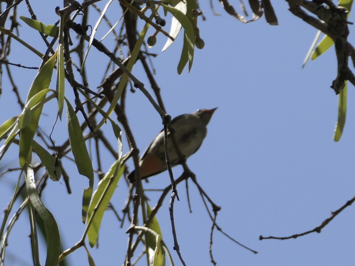 Mistletoebird - ML623742543