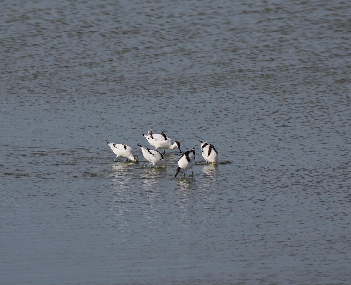 Pied Avocet - ML623742568