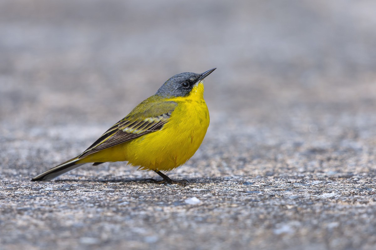 Eastern Yellow Wagtail (Manchurian) - ML623742570