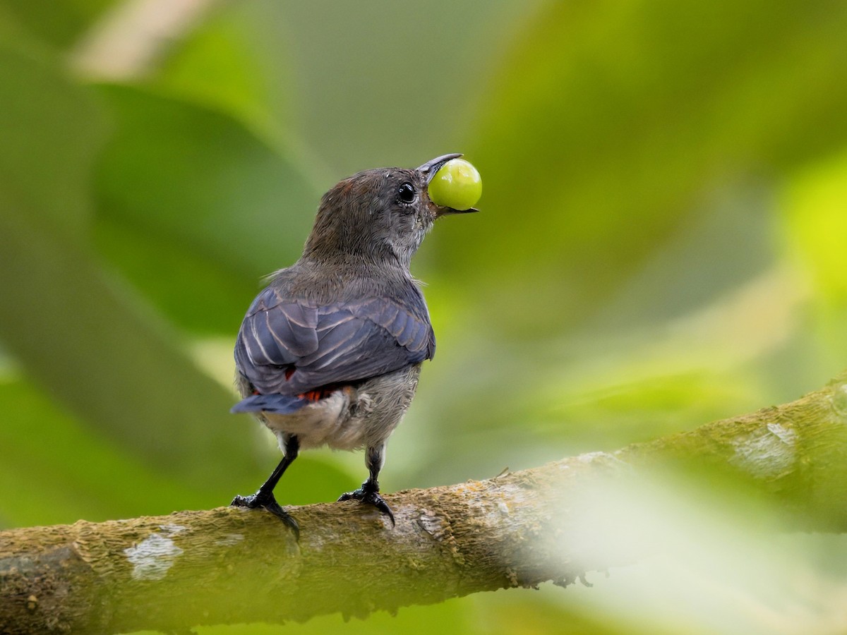 Scarlet-backed Flowerpecker - ML623742587