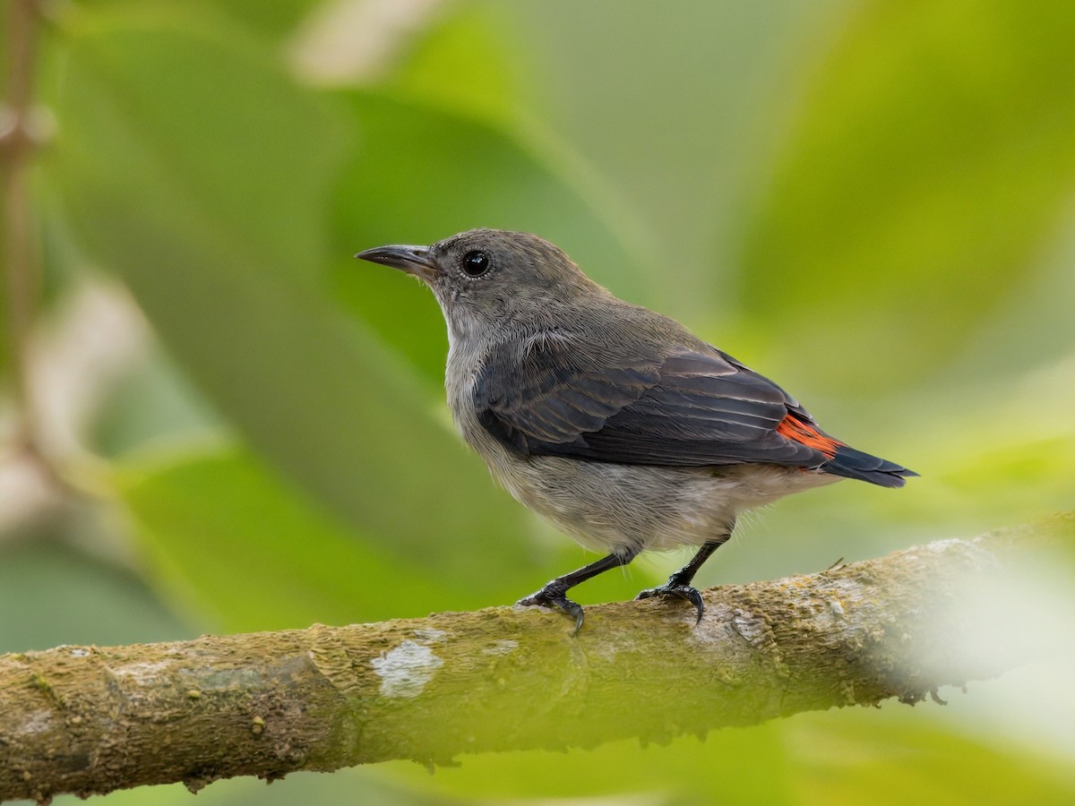 Scarlet-backed Flowerpecker - ML623742588