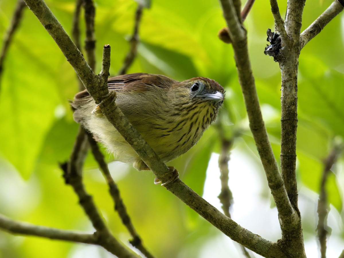 Pin-striped Tit-Babbler - ML623742589