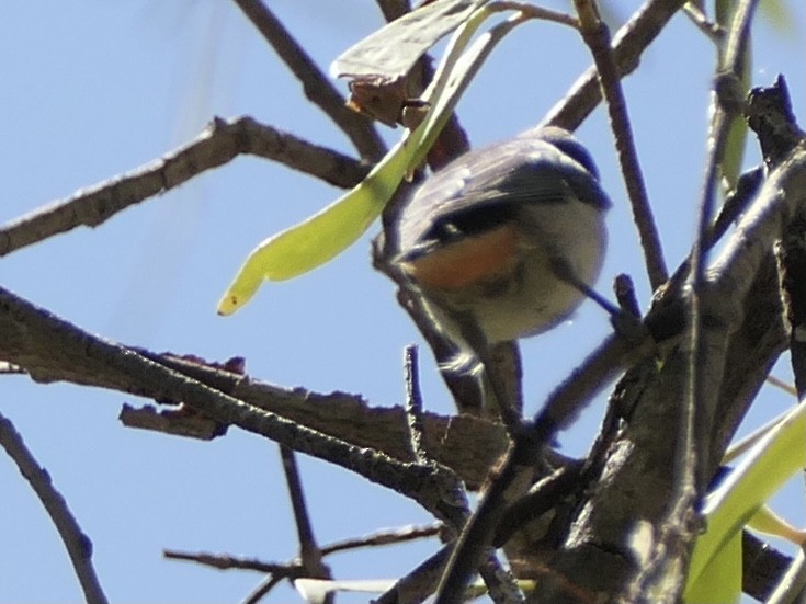 Mistletoebird - ML623742595