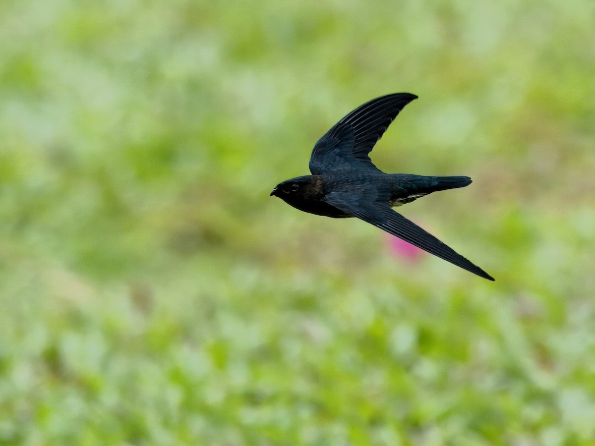 Plume-toed Swiftlet - ML623742611