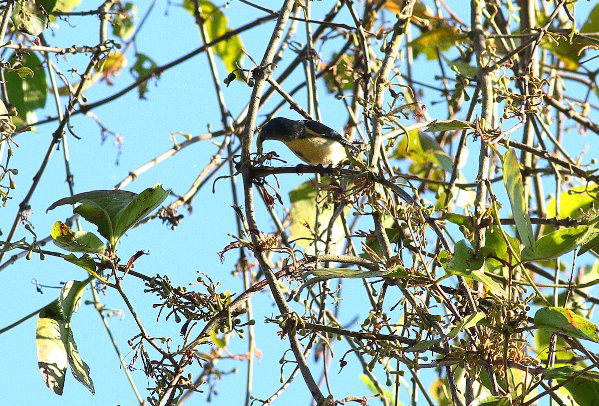 Cambodian Flowerpecker - ML623742612