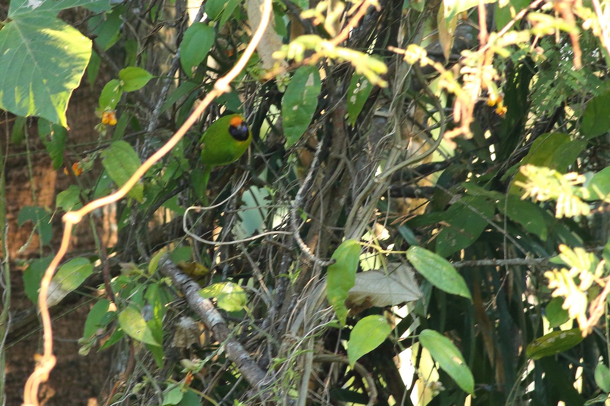 Golden-fronted Leafbird - ML623742616