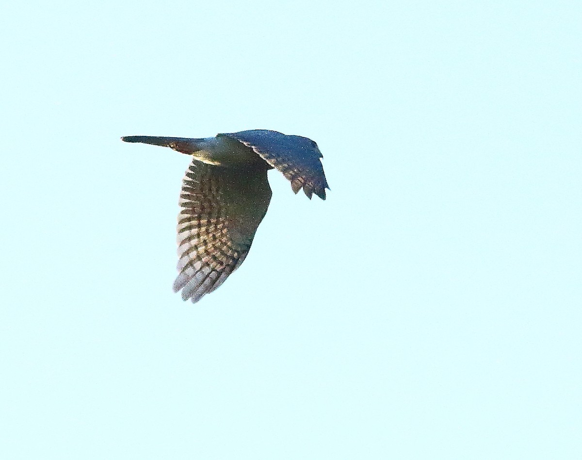 タカサゴダカ（badius グループ） - ML623742640