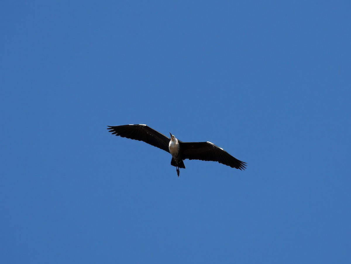 Pacific Heron - ML623742658